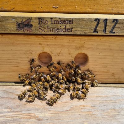 Die Bienen kommen (Foto: Haslachhof, Löffingen)