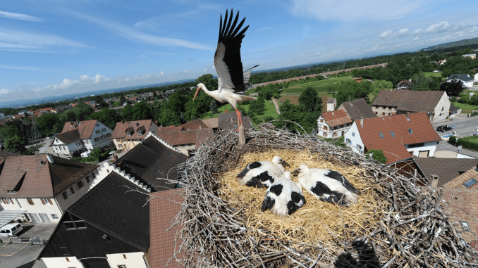 Baden-Württemberg schickt sich an, dem deutschen Storchenland Nummer eins, Brandenburg, Konkurrenz zu machen: dazu beigetragen haben Wiederansiedlungsprogramme, aber auch die immer effektiveren Vogelschutzmaßnahmen der Netzbetreiber. (Foto: ED Netze/Juri Junkov)