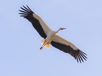 Der Storch ist zurück in Baden-Württemberg: Dazu beigetragen haben Wiederansiedlungsprogramme, aber auch die immer effektiveren Vogelschutzmaßnahmen der Netzbetreiber. (Foto: ED Netze/Juri Junkov)
